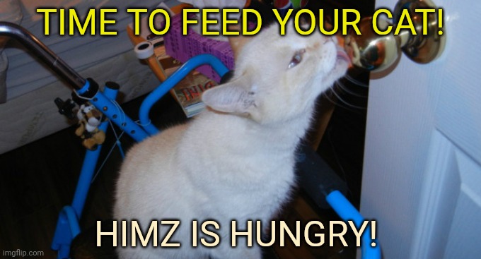 Cat licking doorknob fur flavor | TIME TO FEED YOUR CAT! HIMZ IS HUNGRY! | image tagged in cat licking doorknob fur flavor | made w/ Imgflip meme maker