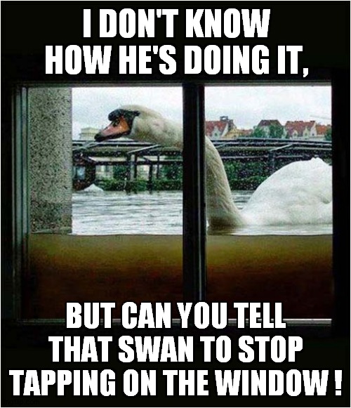 A Swan Warns Of Impending Doom ! | I DON'T KNOW HOW HE'S DOING IT, BUT CAN YOU TELL THAT SWAN TO STOP TAPPING ON THE WINDOW ! | image tagged in fun,flooding,swan | made w/ Imgflip meme maker