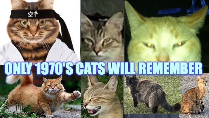 Pretty Hippies | ONLY 1970'S CATS WILL REMEMBER | image tagged in memes,cute cat,karate,street,stray,love | made w/ Imgflip meme maker