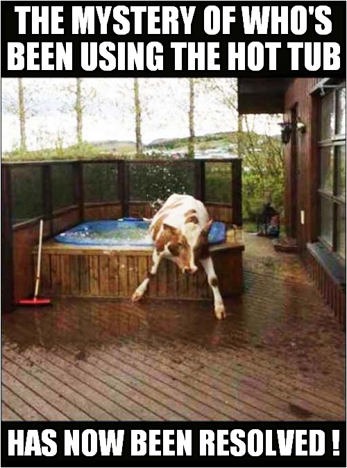 It Was The Cow All The Time ! |  THE MYSTERY OF WHO'S BEEN USING THE HOT TUB; HAS NOW BEEN RESOLVED ! | image tagged in fun,hot tub,mystery,cow | made w/ Imgflip meme maker