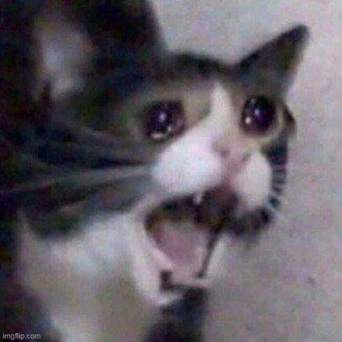 Screaming Cat | image tagged in screaming cat | made w/ Imgflip meme maker