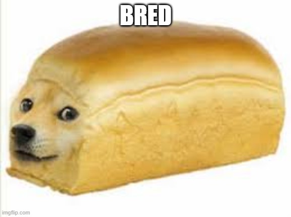 Doge bread | BRED | image tagged in doge bread | made w/ Imgflip meme maker