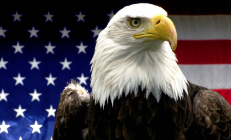 High Quality eagle Blank Meme Template