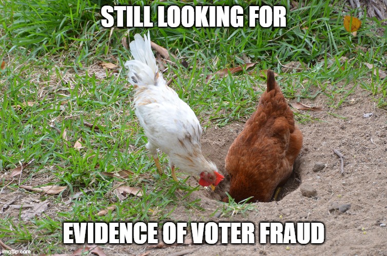 Voter Fraud | STILL LOOKING FOR; EVIDENCE OF VOTER FRAUD | image tagged in stilllooking | made w/ Imgflip meme maker