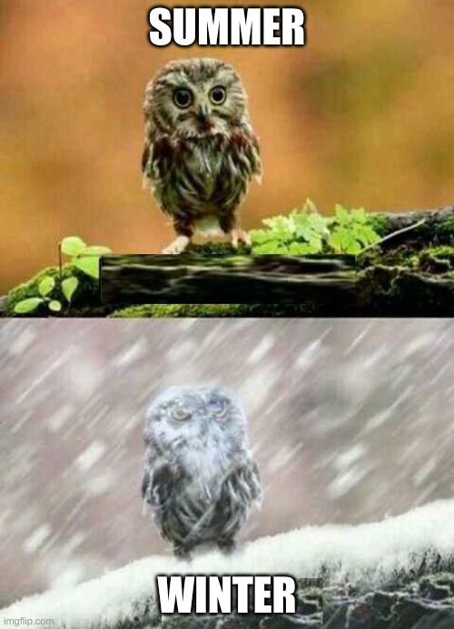 Owl In Summer And Winter | SUMMER; WINTER | image tagged in spring winter owl,summer,winter,owl | made w/ Imgflip meme maker