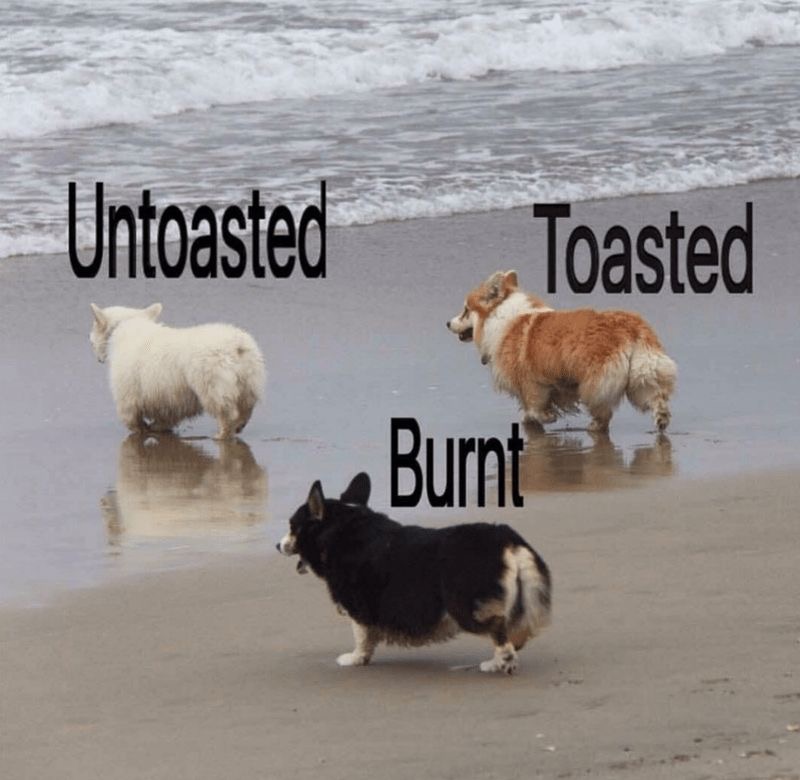 Corgi Blank Meme Template