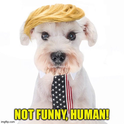 not funny at all | NOT FUNNY, HUMAN! | image tagged in trump dog | made w/ Imgflip meme maker