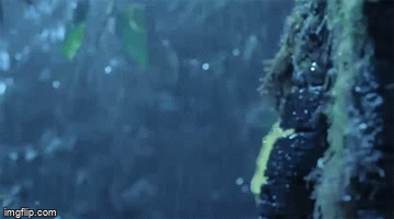 4sfq5w.gif