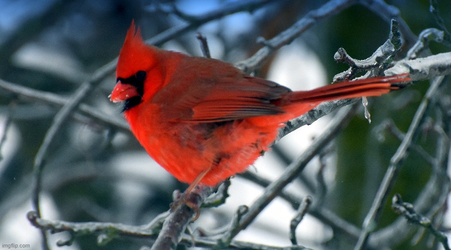 waiting his turn at the feeder | image tagged in cardinal,this morning | made w/ Imgflip meme maker
