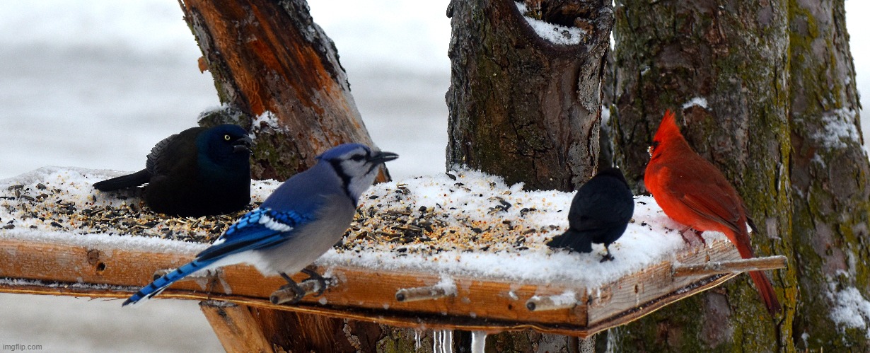 couldn't believe my eyes! | image tagged in blue j,cardinal,grackle | made w/ Imgflip meme maker