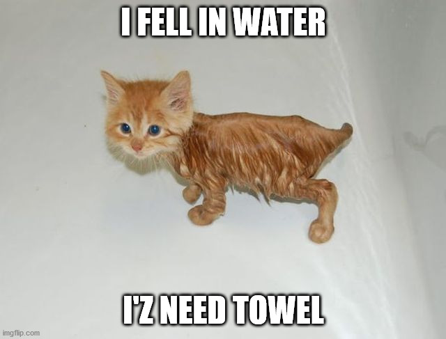 I FELL IN WATER; I'Z NEED TOWEL | image tagged in cats | made w/ Imgflip meme maker