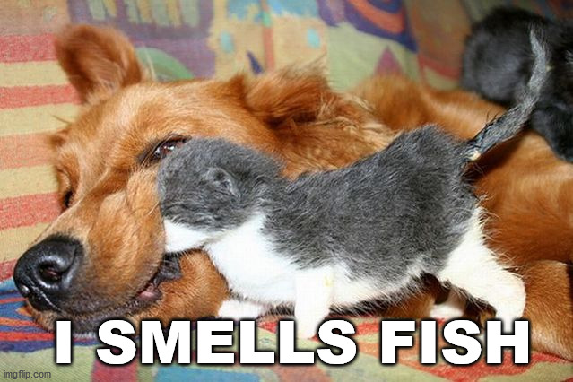 I SMELLS FISH | image tagged in cats | made w/ Imgflip meme maker