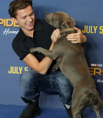 High Quality tom holland with his dog Blank Meme Template