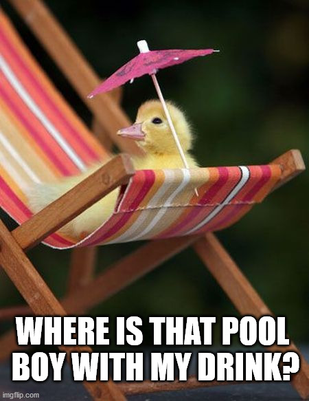 WHERE IS THAT POOL 
BOY WITH MY DRINK? | made w/ Imgflip meme maker