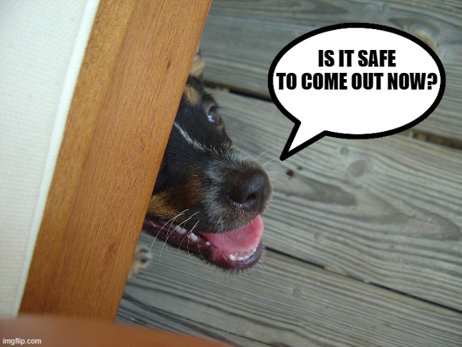 Safe to come out? | IS IT SAFE TO COME OUT NOW? | image tagged in peekaboo | made w/ Imgflip meme maker
