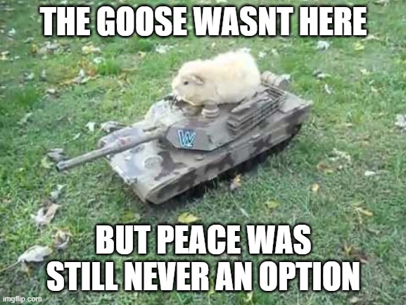 Give me carrots or I release the Panzers | THE GOOSE WASNT HERE; BUT PEACE WAS STILL NEVER AN OPTION | image tagged in guinea pig tank | made w/ Imgflip meme maker