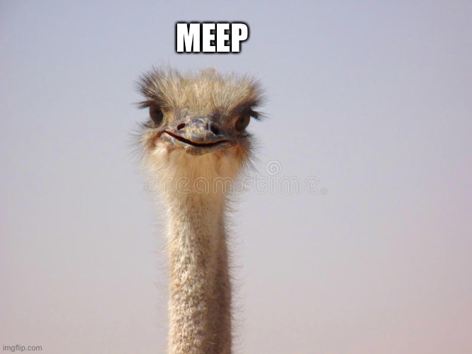 MEEP | MEEP | image tagged in memes | made w/ Imgflip meme maker