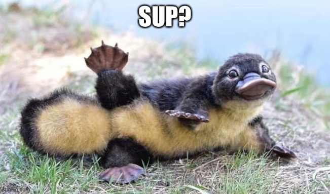 Platypus sup | SUP? | image tagged in hey,baby,cute,hottie,babe,animal | made w/ Imgflip meme maker