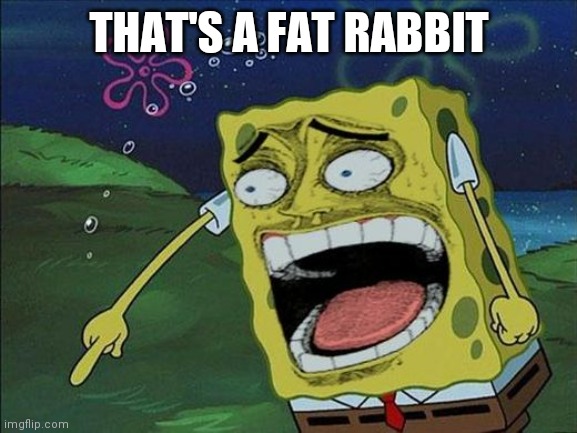 Spongebob laughing | THAT'S A FAT RABBIT | image tagged in spongebob laughing | made w/ Imgflip meme maker