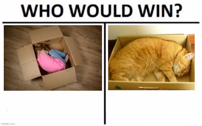 Christmas is the time of;  "The battle over the box" | image tagged in who would win,funny,cat memes,battle,meme | made w/ Imgflip meme maker