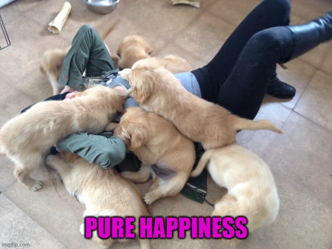 Puppies are love... | PURE HAPPINESS | image tagged in dogs,cuddling | made w/ Imgflip meme maker