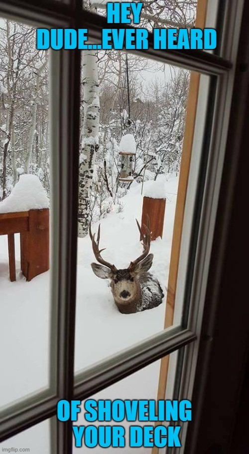 image tagged in deer stuck,memes,shoveling snow | made w/ Imgflip meme maker