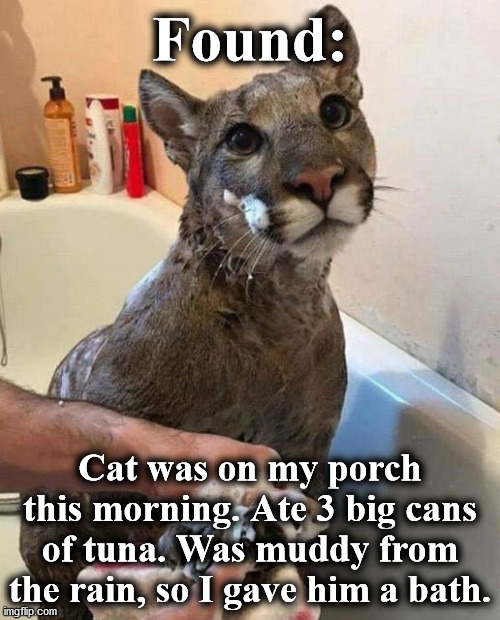 cat | Found:; Cat was on my porch this morning. Ate 3 big cans of tuna. Was muddy from the rain, so I gave him a bath. | image tagged in cat | made w/ Imgflip meme maker