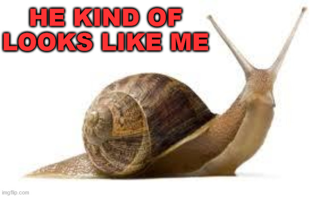 SNAIL | HE KIND OF LOOKS LIKE ME | image tagged in snail | made w/ Imgflip meme maker