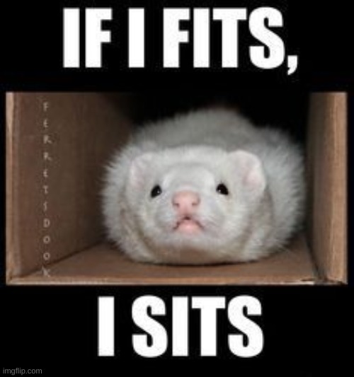 If I fits I sits is also a ferret rule | made w/ Imgflip meme maker