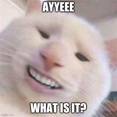 Kitty cat | AYYEEE WHAT IS IT? | image tagged in kitty cat | made w/ Imgflip meme maker