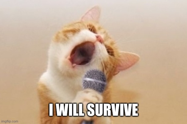 Funny cat | I WILL SURVIVE | image tagged in funny cat | made w/ Imgflip meme maker