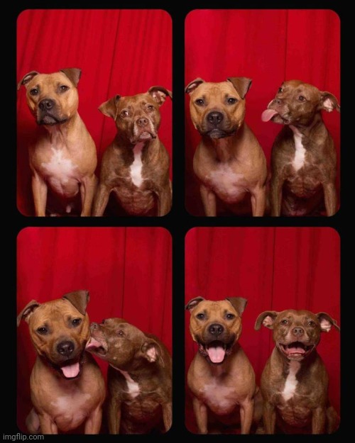 Gotta be siblings | image tagged in dogs,posing | made w/ Imgflip meme maker