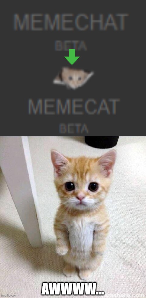 I found the secret in Memechat Beta | AWWWW... | image tagged in memes,cute cat | made w/ Imgflip meme maker