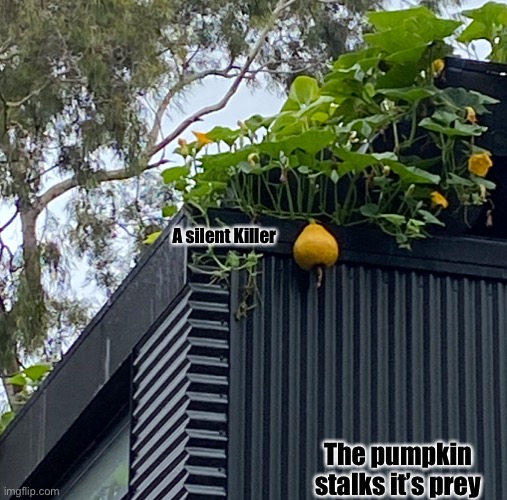 Killer pumpkin | A silent Killer; The pumpkin stalks it’s prey | image tagged in funny memes | made w/ Imgflip meme maker