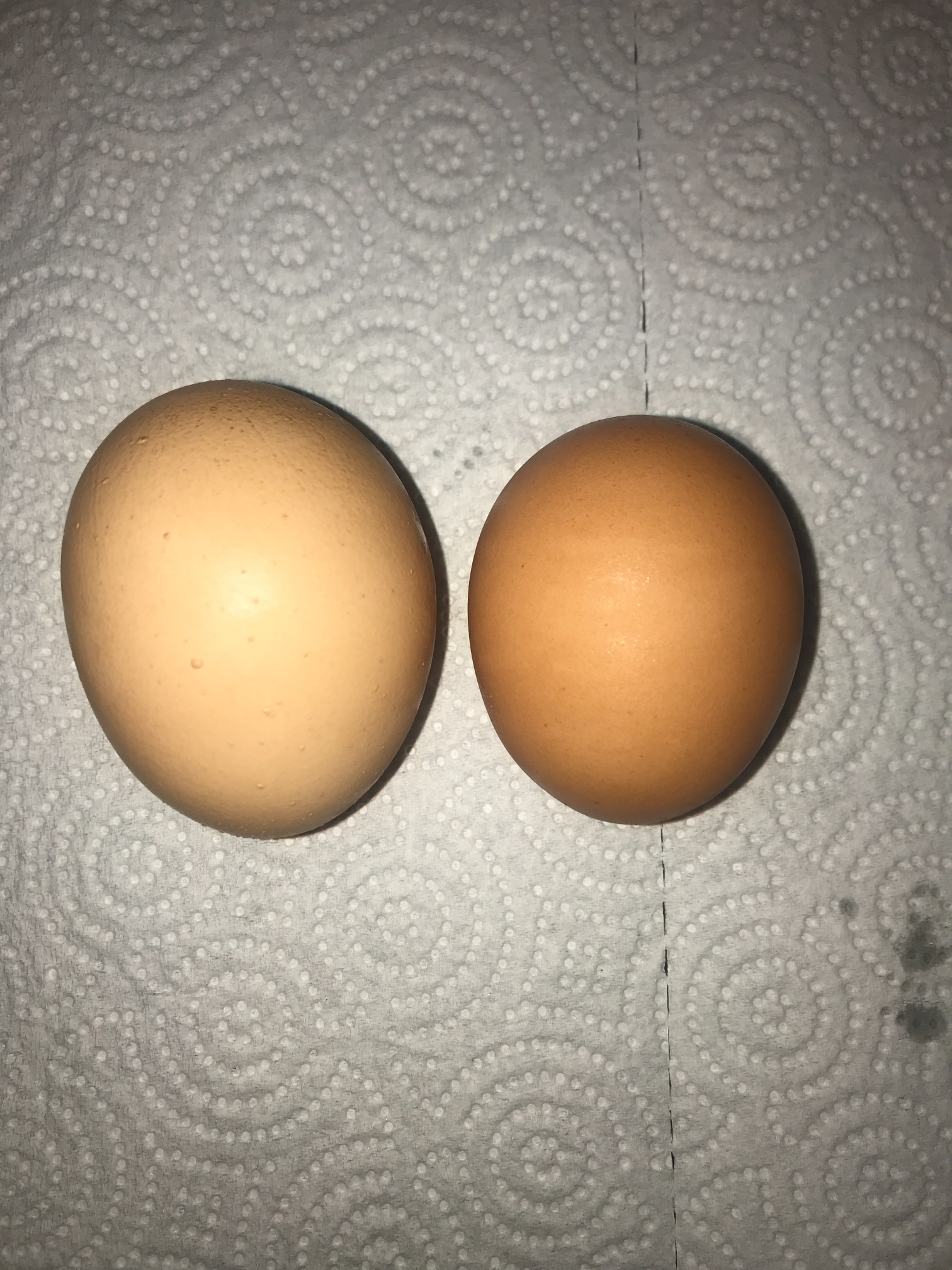 High Quality eggs Blank Meme Template