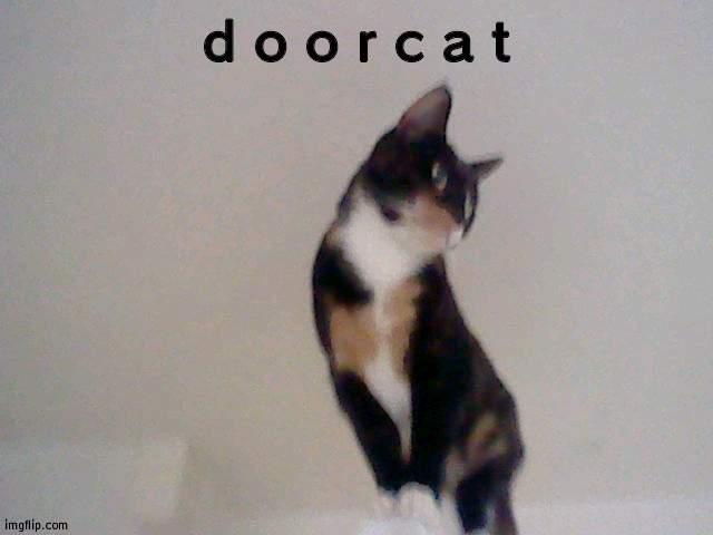 she is on the door again | d o o r c a t | made w/ Imgflip meme maker