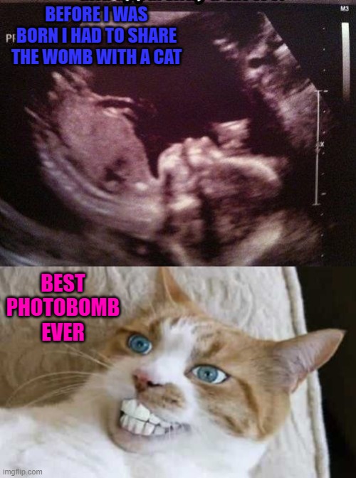 You can't escape the cat!!! |  BEFORE I WAS BORN I HAD TO SHARE THE WOMB WITH A CAT; BEST PHOTOBOMB EVER | image tagged in fetus cat ultrasound,memes,cats,funny,photobombs | made w/ Imgflip meme maker