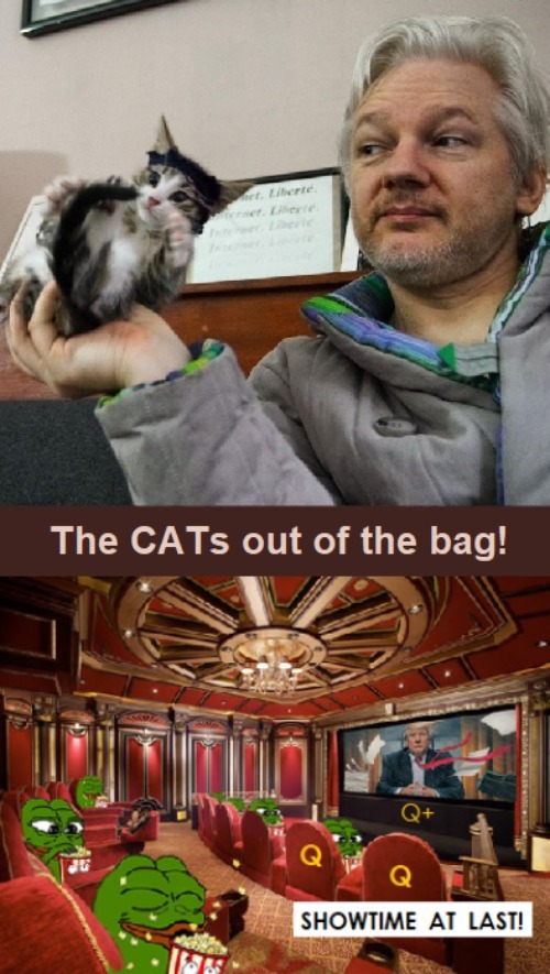 The Q Cat's out of the bag! | image tagged in q,qanon,cats out of the bag,grab some popcorn,it's showtime | made w/ Imgflip meme maker