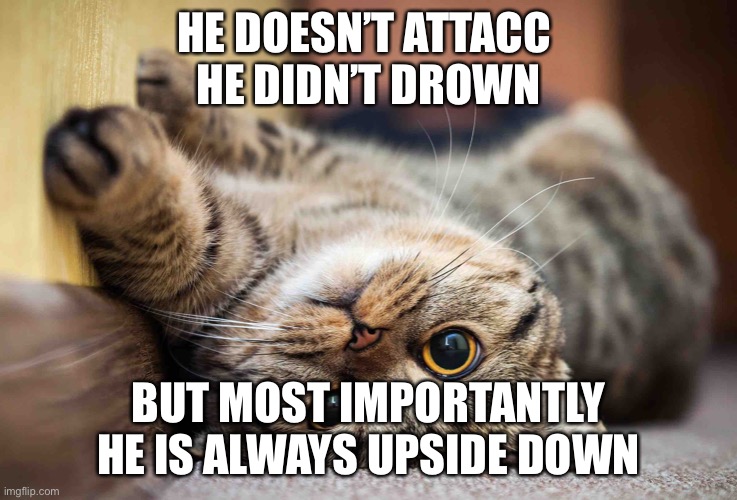he is constantly upside down | HE DOESN’T ATTACC 
HE DIDN’T DROWN; BUT MOST IMPORTANTLY HE IS ALWAYS UPSIDE DOWN | image tagged in cats | made w/ Imgflip meme maker