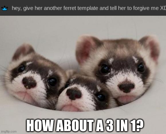 Sorry but i gotta do it | HOW ABOUT A 3 IN 1? | image tagged in ferret | made w/ Imgflip meme maker