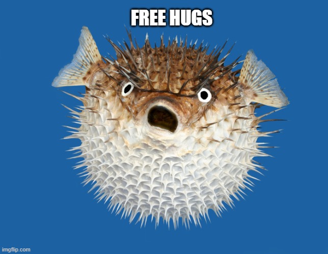 Porcupine Fish | FREE HUGS | image tagged in porcupine fish | made w/ Imgflip meme maker