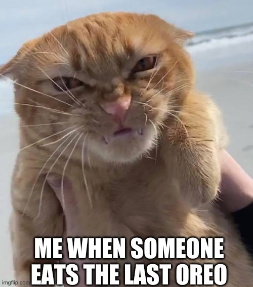 I feel like this is for everyone | ME WHEN SOMEONE EATS THE LAST OREO | image tagged in memes,cats,oreos | made w/ Imgflip meme maker