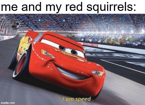 I am speed | me and my red squirrels: | image tagged in i am speed | made w/ Imgflip meme maker