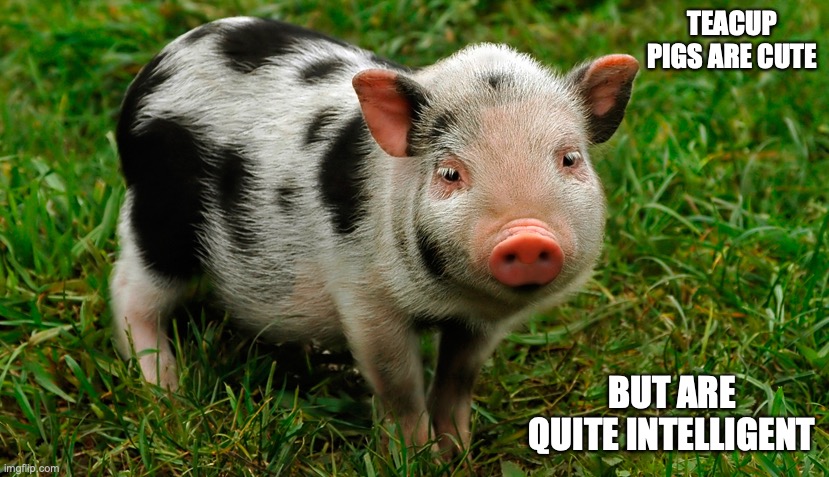 Teacup Pig | TEACUP PIGS ARE CUTE; BUT ARE QUITE INTELLIGENT | image tagged in pets,memes | made w/ Imgflip meme maker