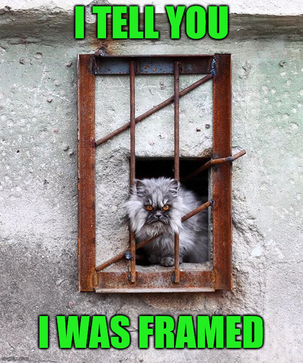 I TELL YOU; I WAS FRAMED | image tagged in cats | made w/ Imgflip meme maker