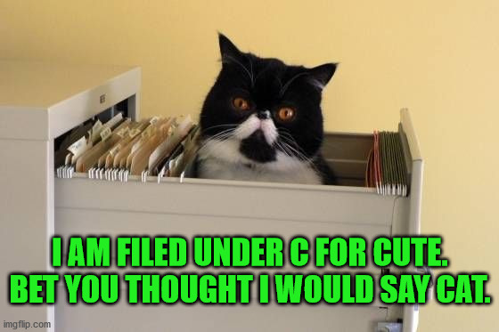 I AM FILED UNDER C FOR CUTE. BET YOU THOUGHT I WOULD SAY CAT. | image tagged in cats | made w/ Imgflip meme maker
