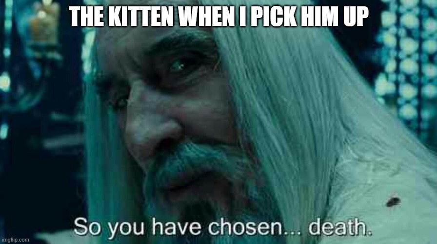 So you have chosen death | THE KITTEN WHEN I PICK HIM UP | image tagged in so you have chosen death | made w/ Imgflip meme maker