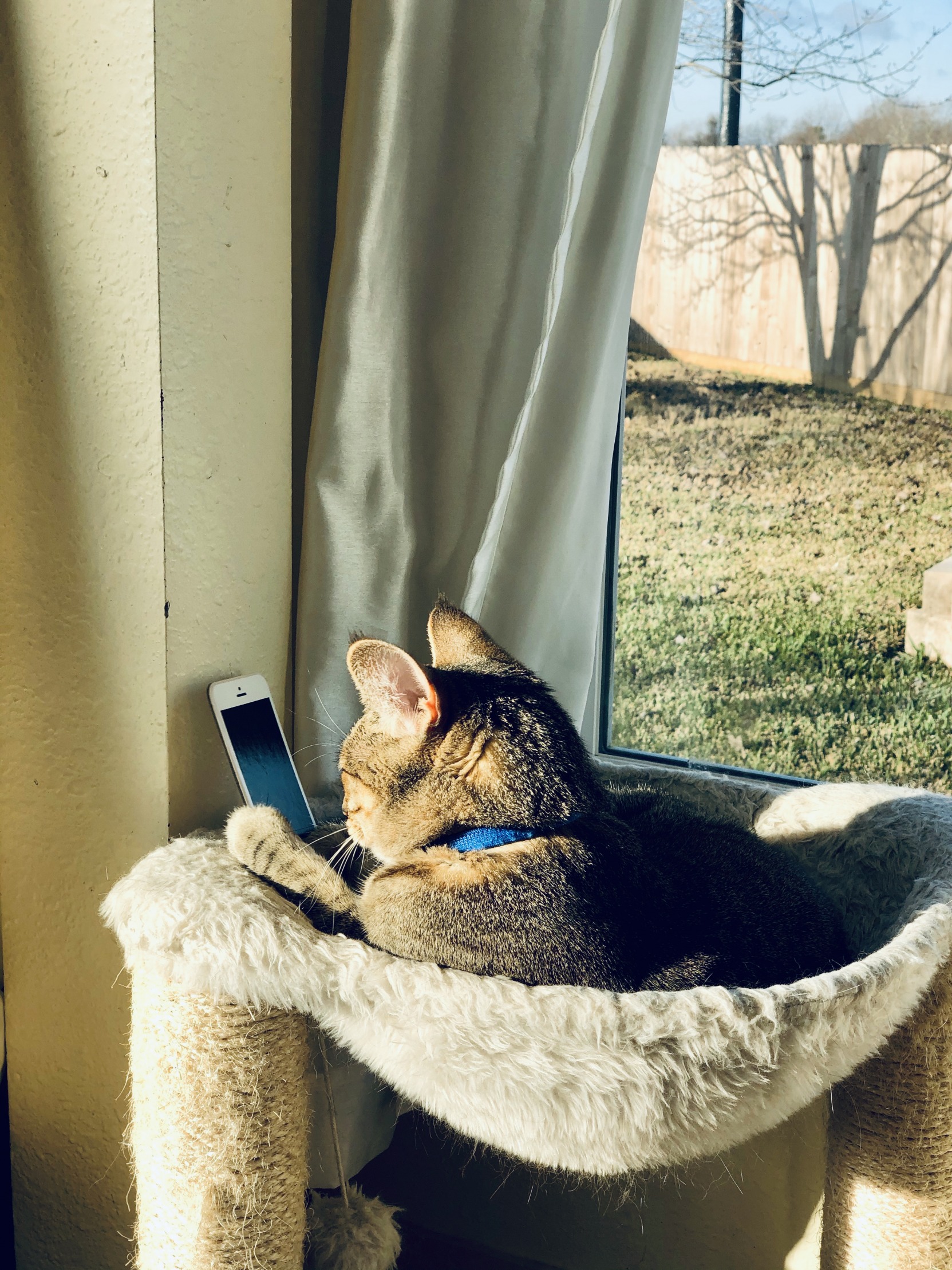 Cat on phone Blank Meme Template