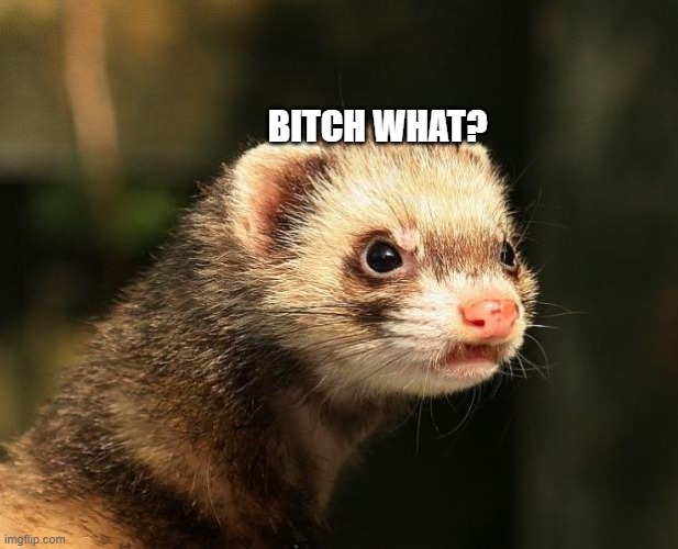 Frustrated Ferret | BITCH WHAT? | image tagged in frustrated ferret | made w/ Imgflip meme maker