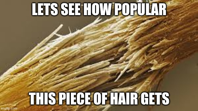 LETS SEE HOW POPULAR; THIS PIECE OF HAIR GETS | made w/ Imgflip meme maker